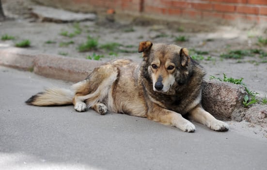 Homeless stray dog