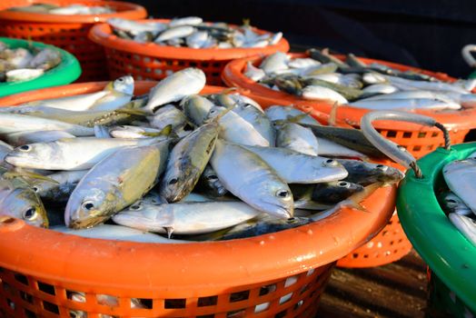 fresh mackerel fishes in the plastic basket for sale