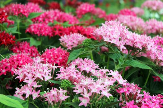 beautiful red and pink flowers garden as floral background