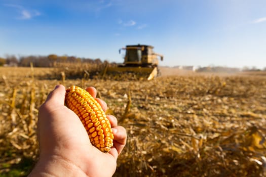 Are you looking for corn? Here you go. This year crop is not looking so good without any rain.