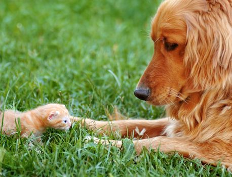 orange golden retriever dog and baby cat outdoor on green grass