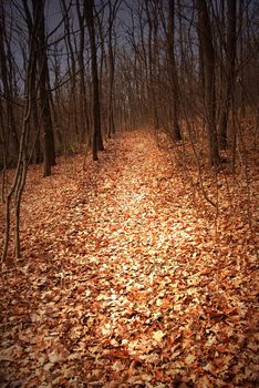 autumn forest path between black leafless trees
