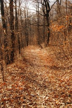 autumn forest path between black leafless trees