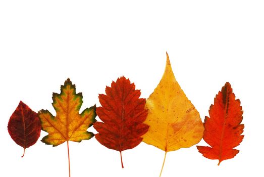 various bright colorful autumn tree leaves row on white background