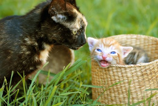 black tortoiseshell cat mother and her orange baby kitten peeking from basket closeup