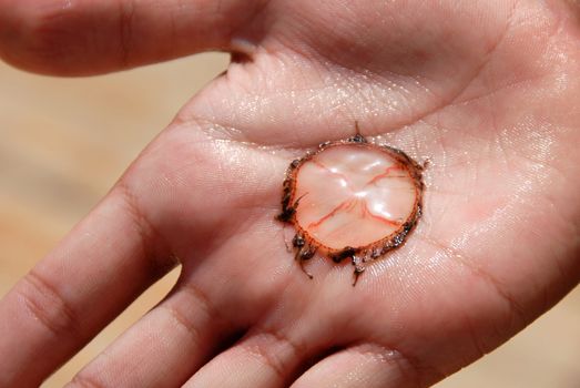 small transparent round jellyfish with red lines and dark brown tentacles on palm