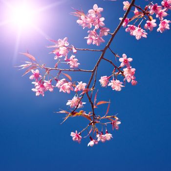 Blooming sakura on the blue sky background