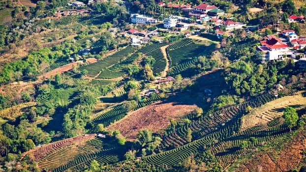 View of Mae Salong village with tea plantation, Chiang Mai province, Thailand