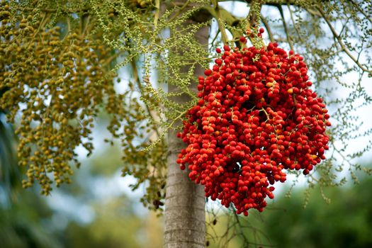 Bunch of red berries on the tree