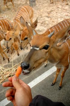 feeding nyala