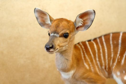 baby nyala
