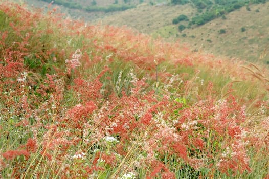 grassland