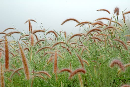 grassland