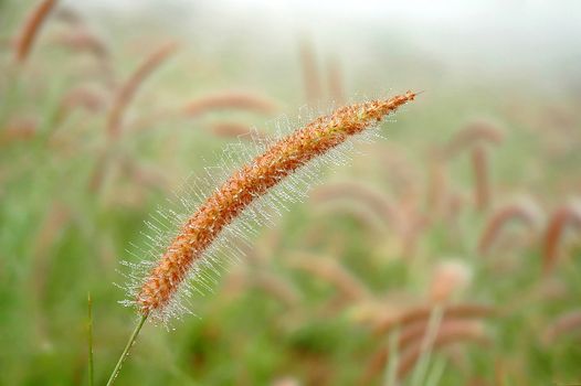 grassland