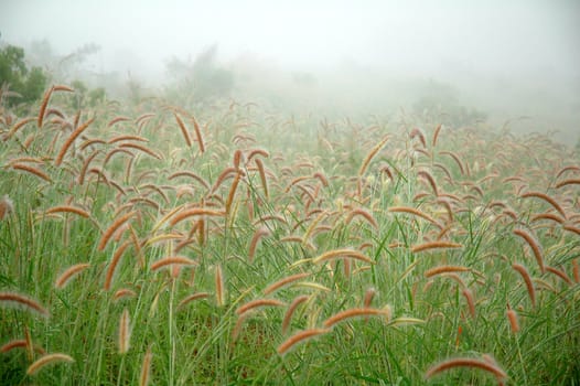 grassland