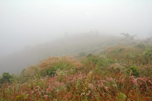 grassland