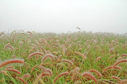 grassland