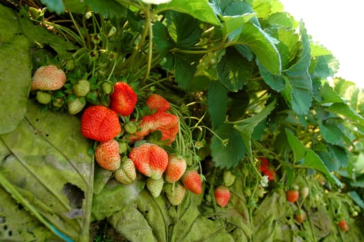 fresh strawberry