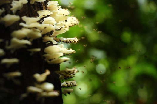 mushroom in tropical forest