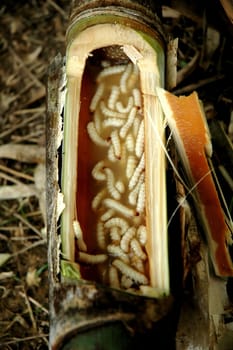 bamboo caterpillar