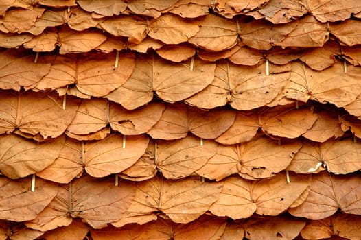 dried leaves roof