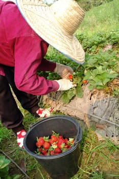 farmer harvest strawberry