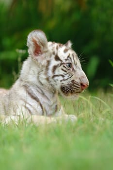 baby white tiger