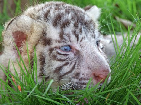 baby white tiger