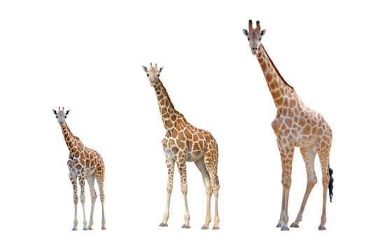 giraffe isolated