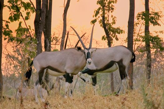 oryx in chiang mai night safari