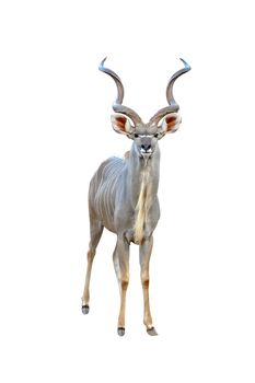 kudu isolated