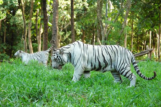 white tiger