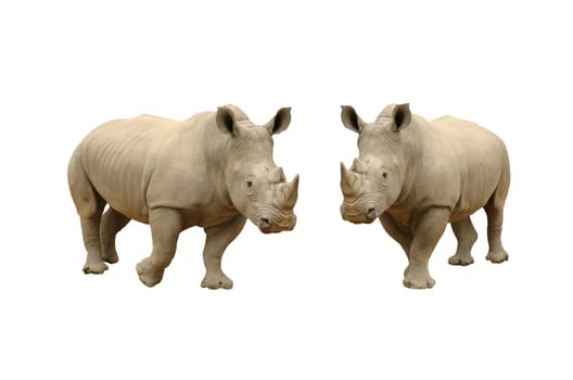rhinoceros isolated