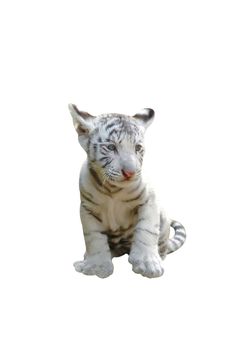 baby white tiger isolated