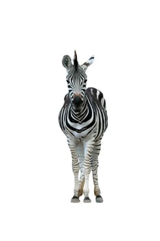 zebra isolated