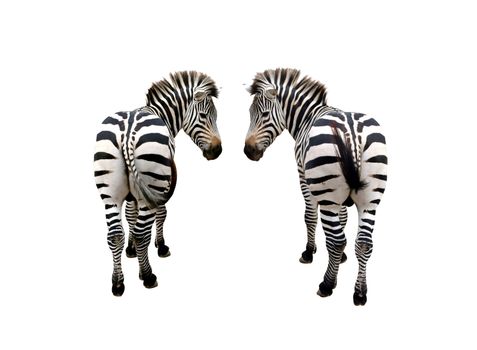 zebra isolated