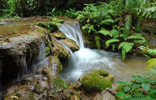 tropical stream