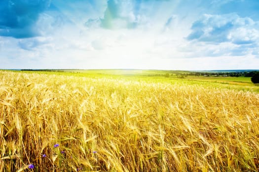 ripe wheat landscape against blue sky