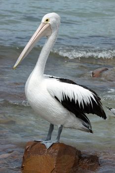 Australian Pelican, Emu Bay, Kangaroo Island, South Australia