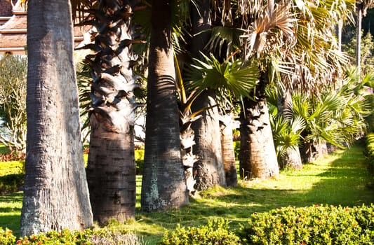 Palm trees lining the length.