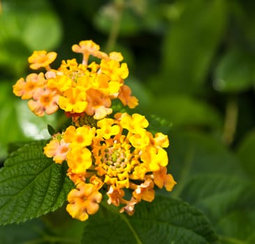 Close up of a yellow lantana camara flower in the garden