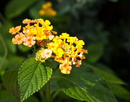 Close up of a yellow lantana camara flower in the garden