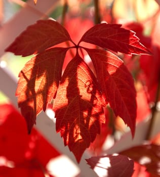 Virginia creeper, five-leaved ivy, or five-finger (Parthenocissus quinquefolia) is a woody vine native to eastern and central North America, in southeastern Canada, the eastern and central United States, eastern Mexico, and Guatemala, west as far as Manitoba, South Dakota, Utah and Texas. Parthenocissus quinquefolia is also known as woodbine although woodbine can refer to other plant species. For other plants called woodbine.