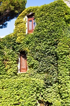 Italy - a Middle Age castle covered by ivy