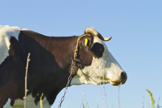 cow portrait