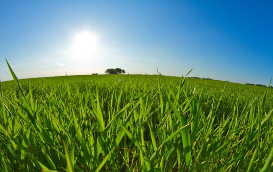 green grass and blue sky