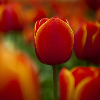 Picture of beautiful tulips on shallow deep of field