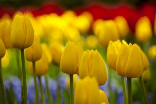 Picture of beautiful yellow tulips on shallow deep of field