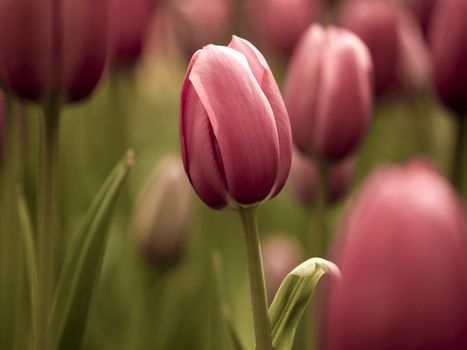 Picture of beautiful tulips on shallow deep of field