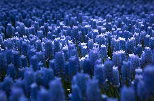 Beautiful flowers field full of Muscari armeniacum

